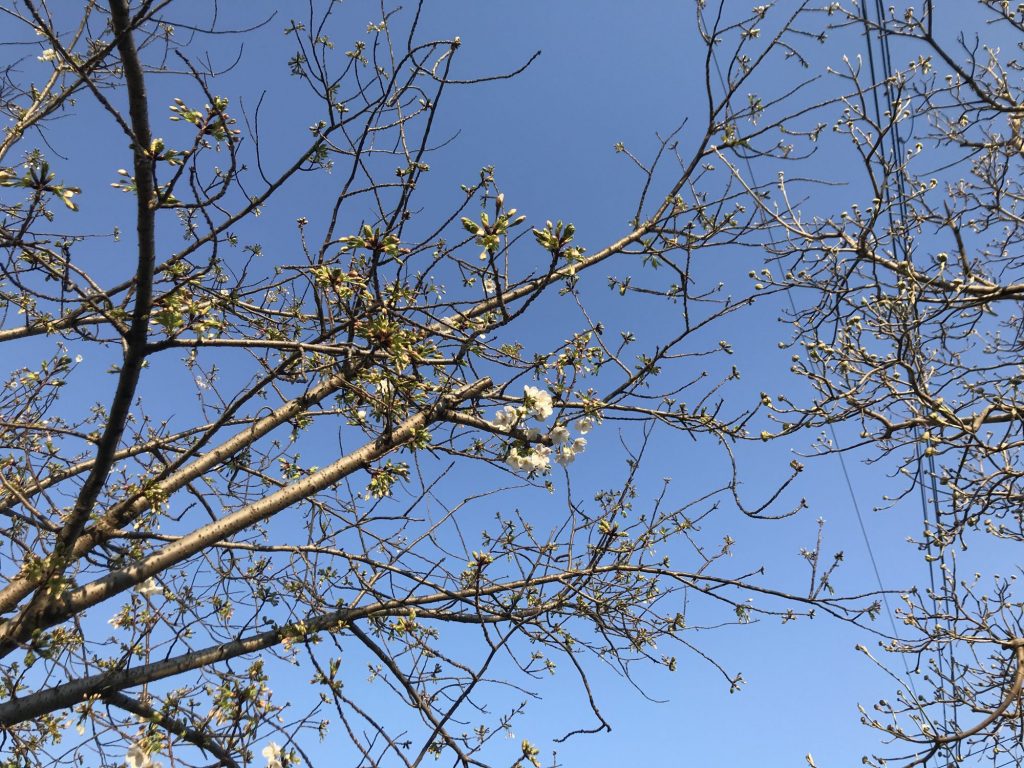 桜の開花宣言がなくても